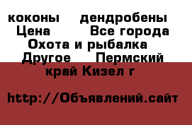 коконы    дендробены › Цена ­ 25 - Все города Охота и рыбалка » Другое   . Пермский край,Кизел г.